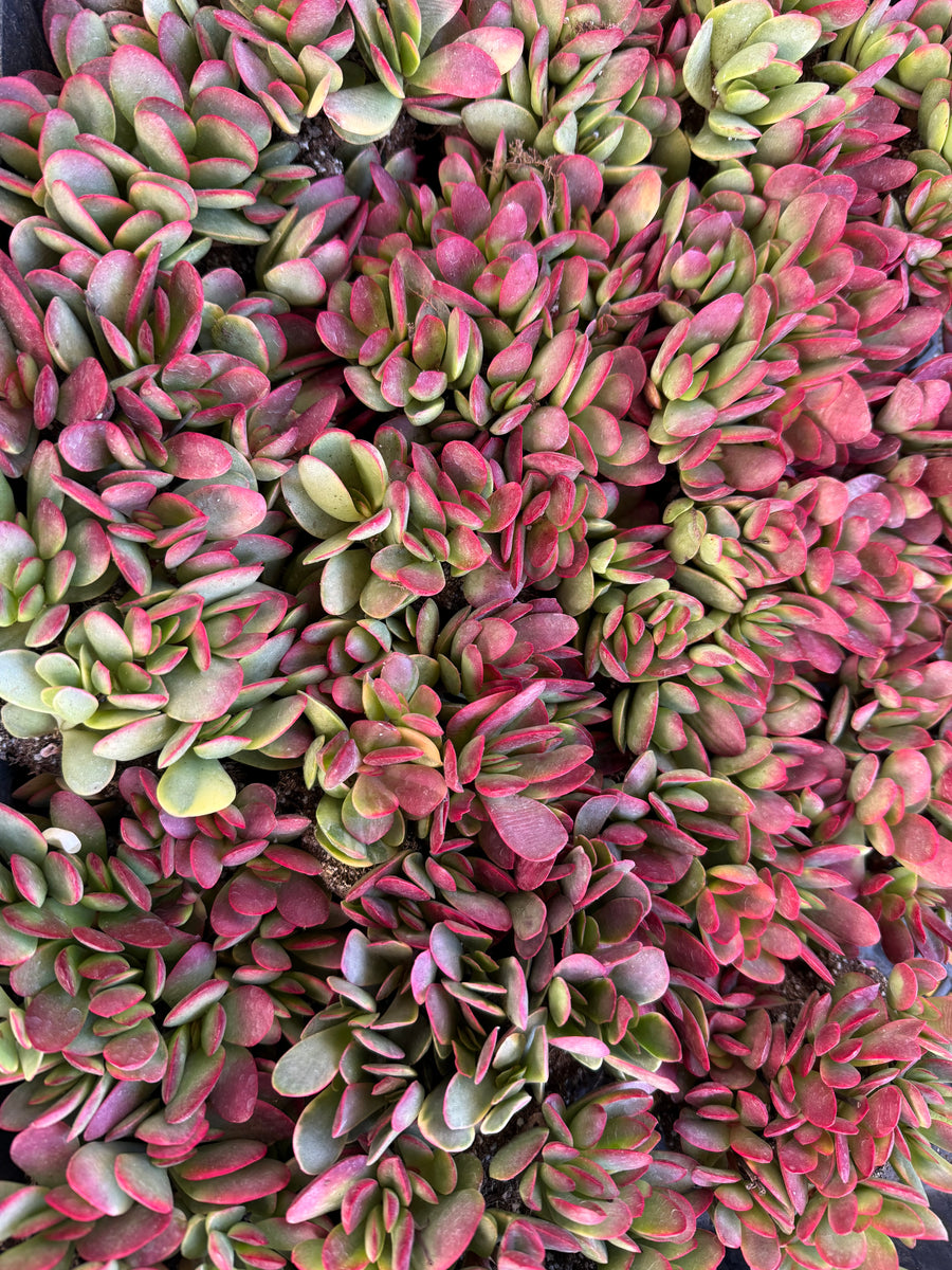 pink flowering jade plant Crassula Platyphylla Variegata ( Pink Jade ) – In Succulent Love
