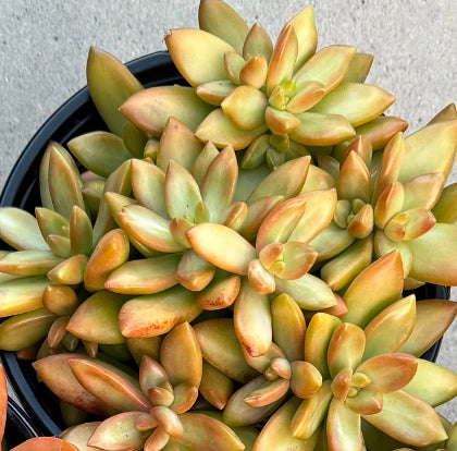 golden succulent Sedum Adolphi ‘Golden’