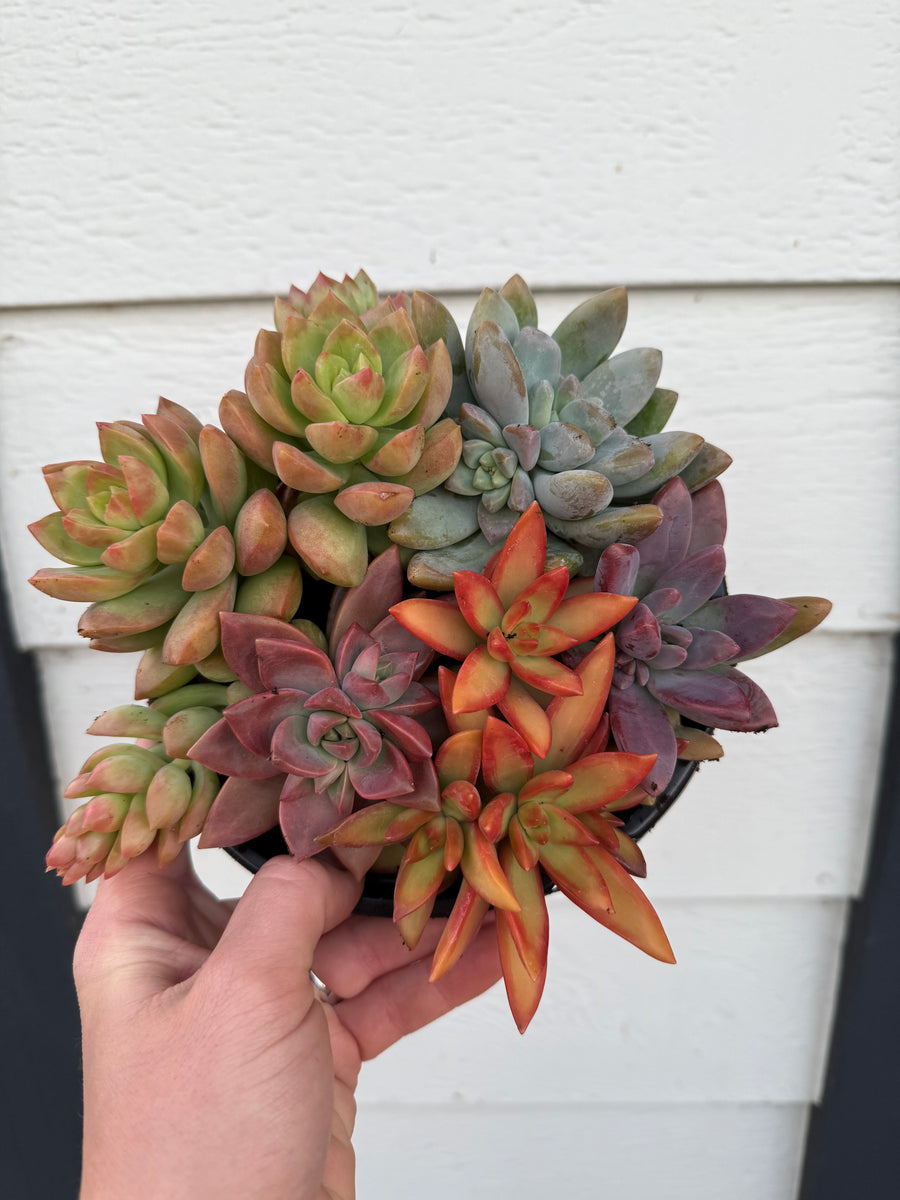 Colorful Succulent Combo Pots – In Succulent Love