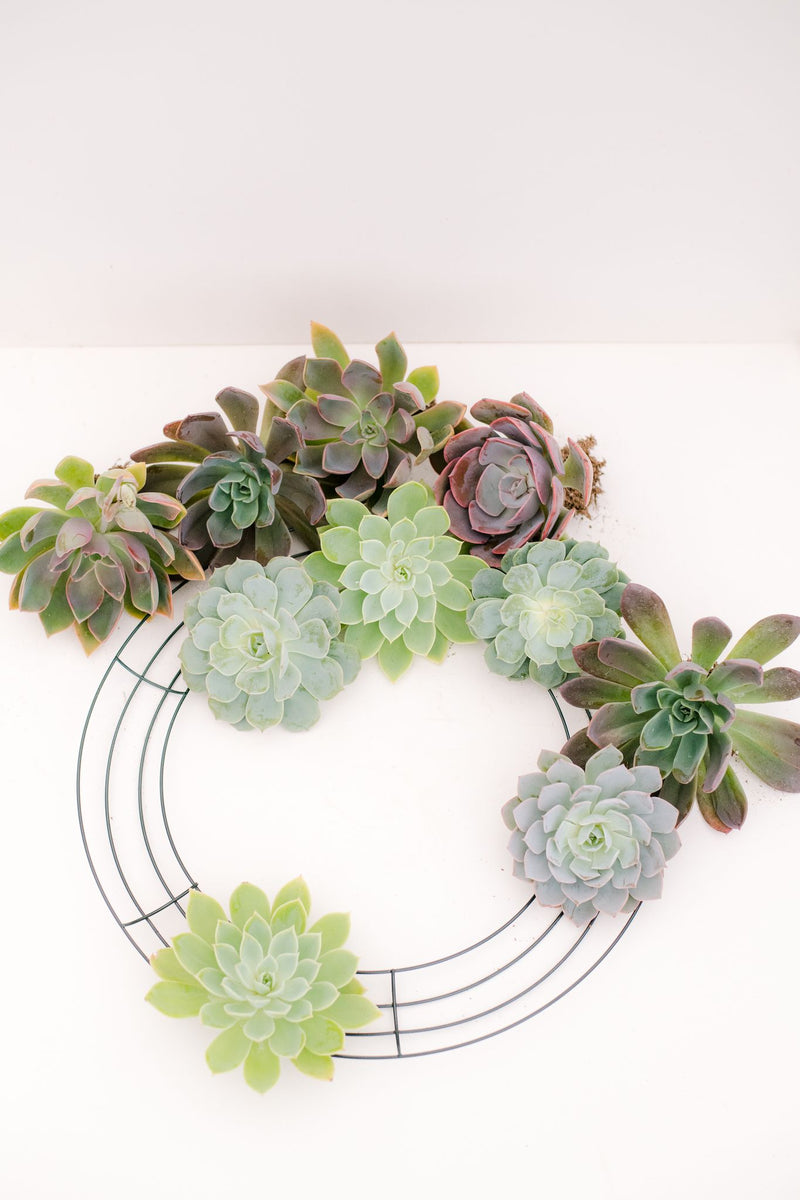 succulent wreath san diego DIY Large Succulent Wreath Kit