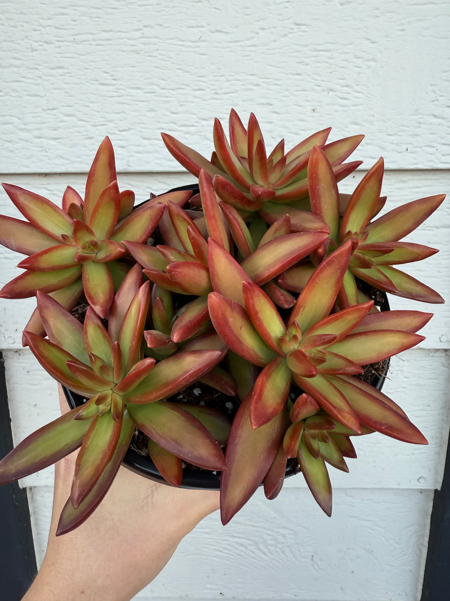adolphii succulent Sedum Adolphi ‘Firestorm’