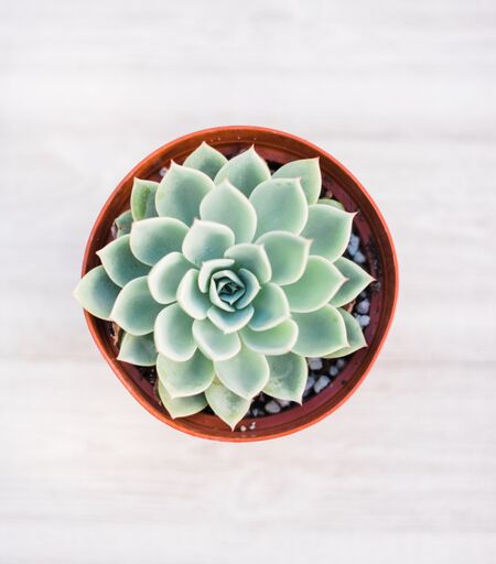 aesthetic blue succulents Echeveria Blue Atoll