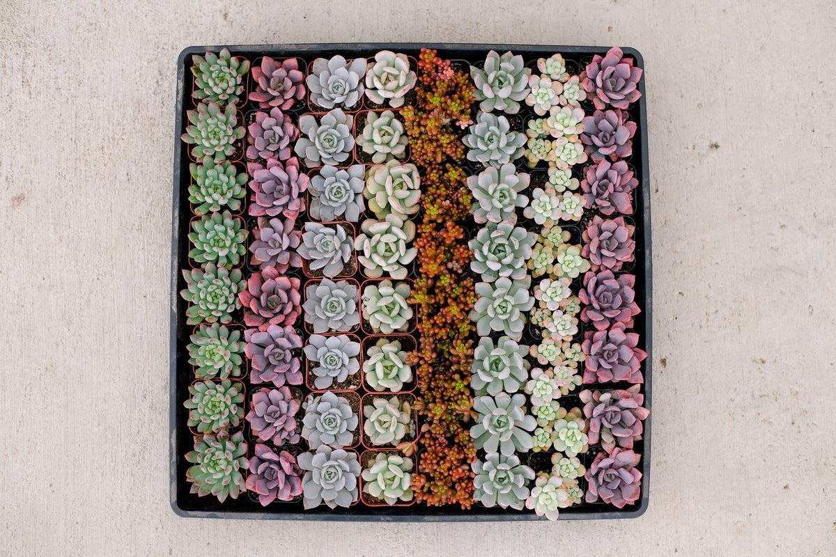 Mixed Succulent Flat: 64 (2in) Succulents – In Succulent Love