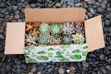 Classic Succulent Gift Box