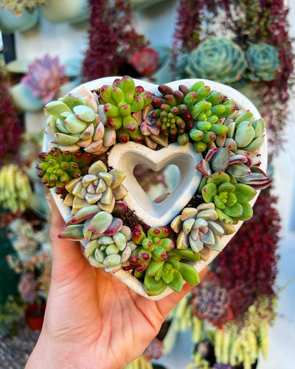 heart shape succulents DIY Succulent Cement Heart Planter Kit