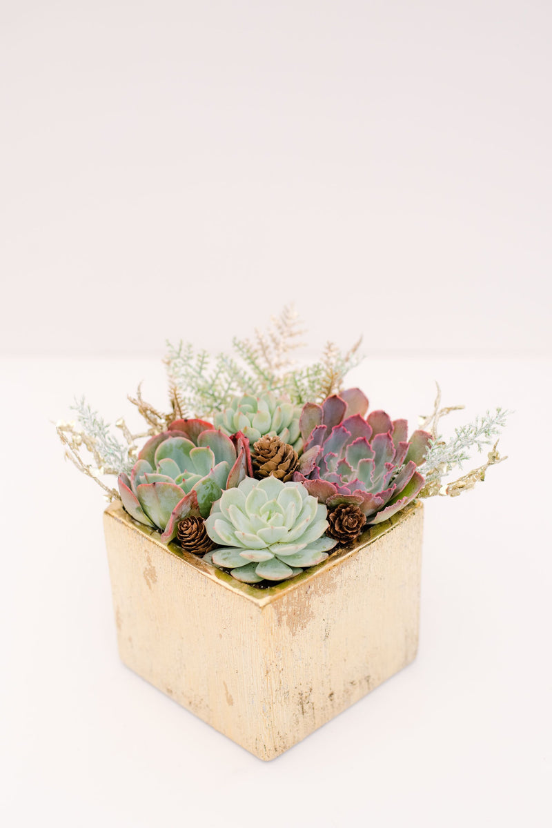 succulent plant growing kit DIY Glitzy Succulent Planter Kit