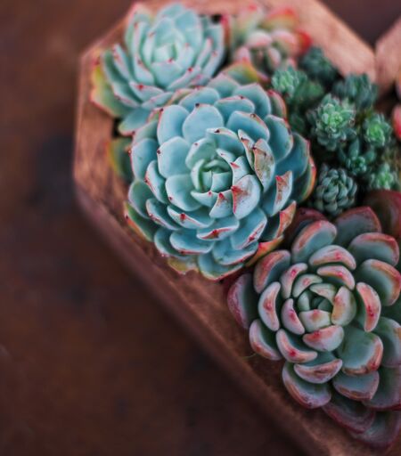 succulent fish tank Succulent Fish Bowl Planter main image 1