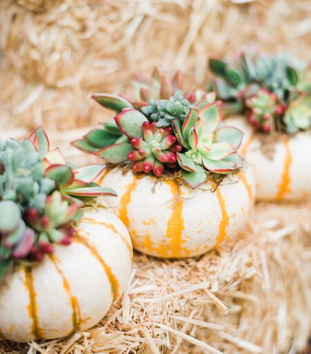 succulents in a pumpkin Single Tiger Stripe Mini Succulent Pumpkin
