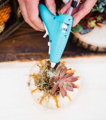 succulent glue DIY Mini Succulent Pumpkin Kit (Makes 3) – In Succulent Love