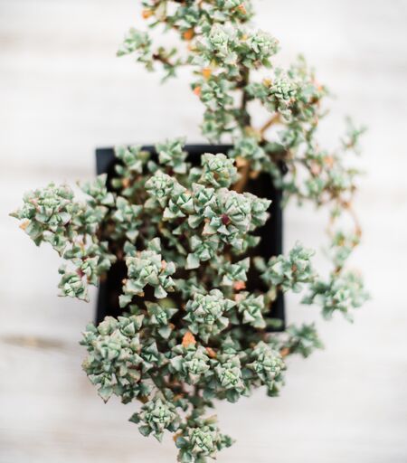 pink ice plant succulent care Oscularia Deltoides ( Pink Ice Plant )