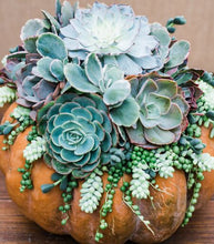 DIY Succulent Pumpkin Centerpiece Kit