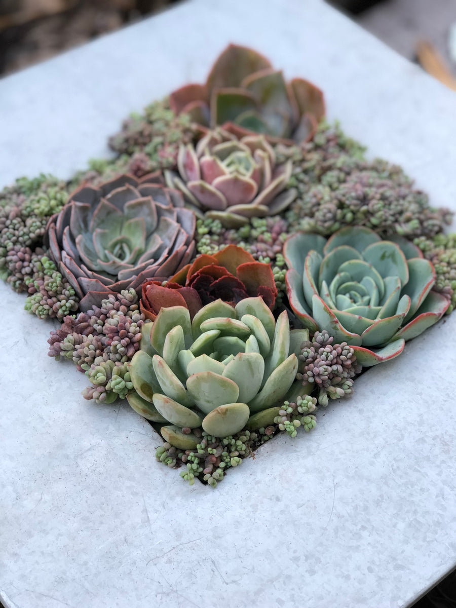 succulent wall hanging kit DIY Succulent Wall Kit – In Succulent Love