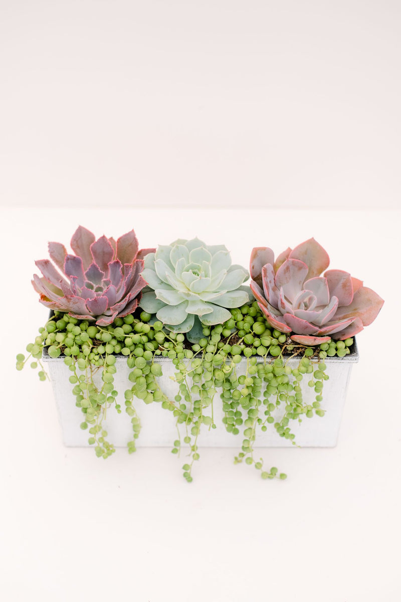 succulent planter box centerpiece DIY Succulent Centerpiece Kit