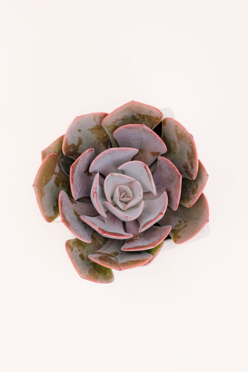 Echeveria Dusty Rose – In Succulent Love