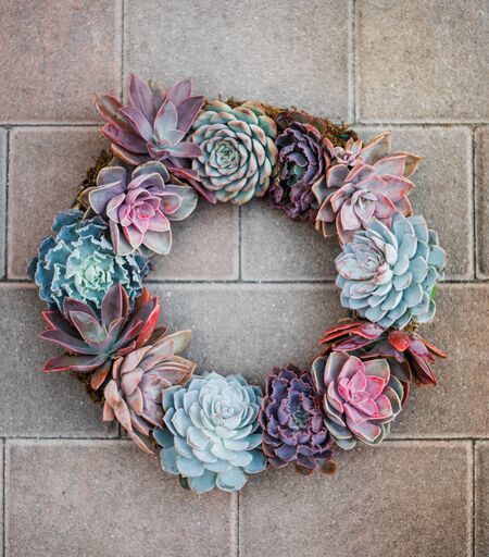 Succulent Wreath DIY Kit, 6  Succulent wreath diy, Succulent