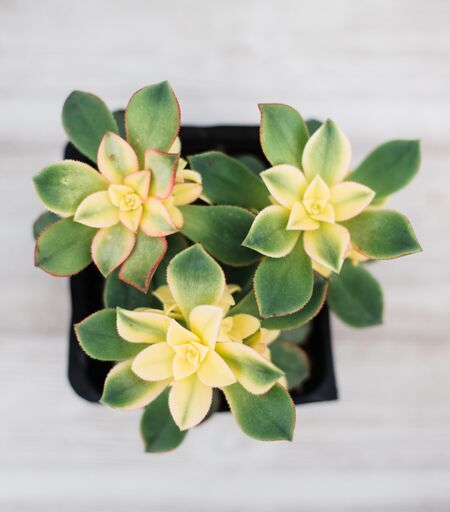 4mula succulents Mixed Succulent Flat: 20 (4in) Succulents – In Succulent Love