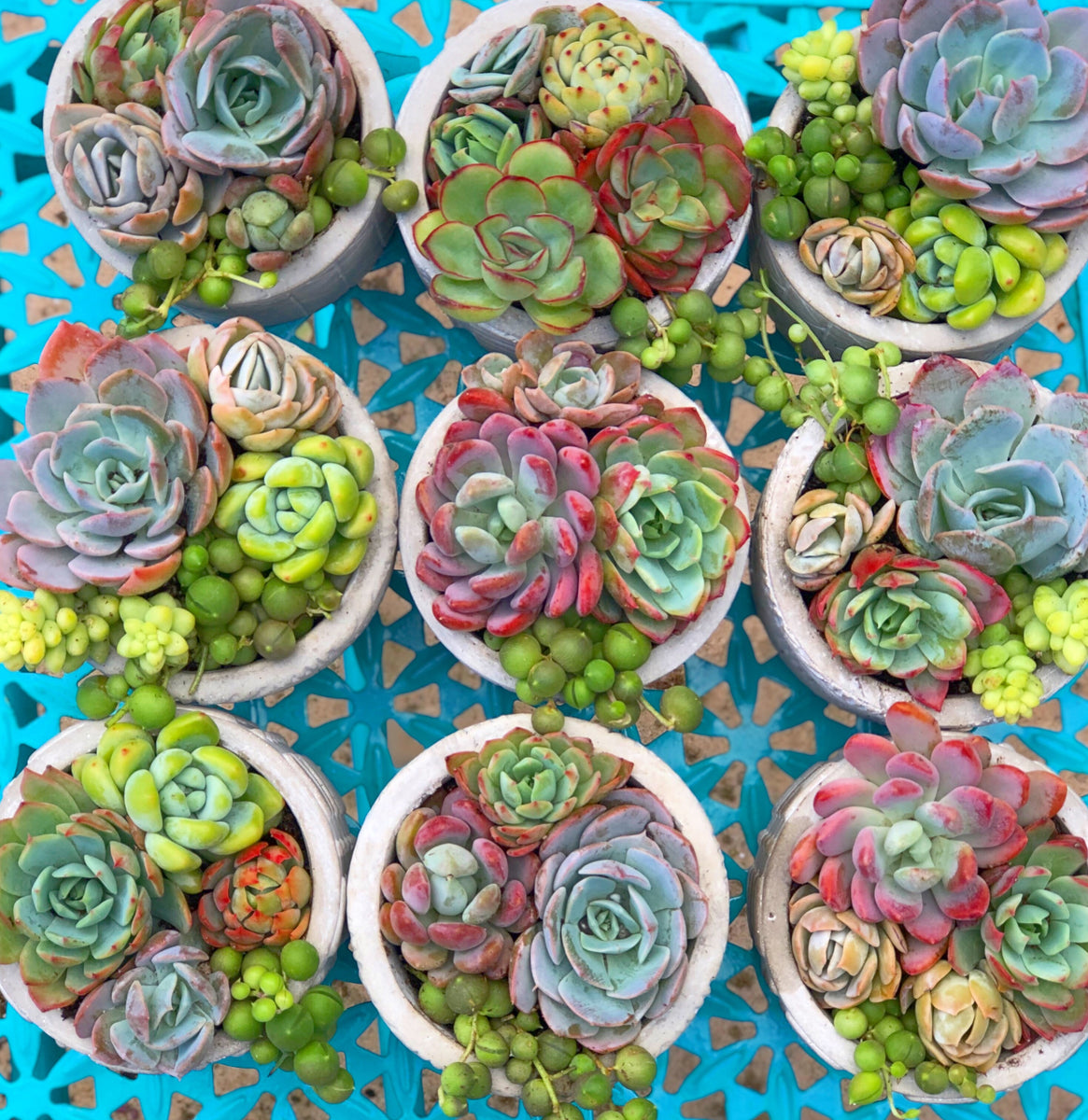 succulent trio gift Mini Planter Trio DIY Kit: Makes 3 Pots! – In Succulent Love