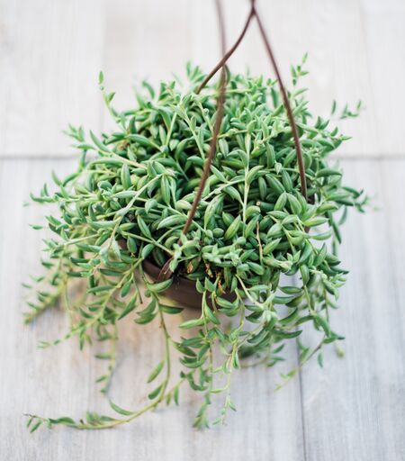 banana leaf plant succulent Senecio String of Bananas – In Succulent Love