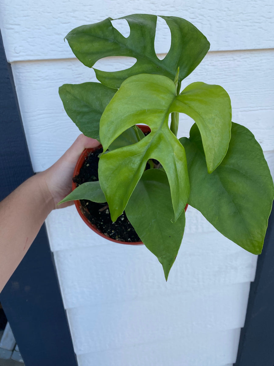 Philodendron Minima / Mini Monstera / Rhaphidophora Tetrasperma – In  Succulent Love