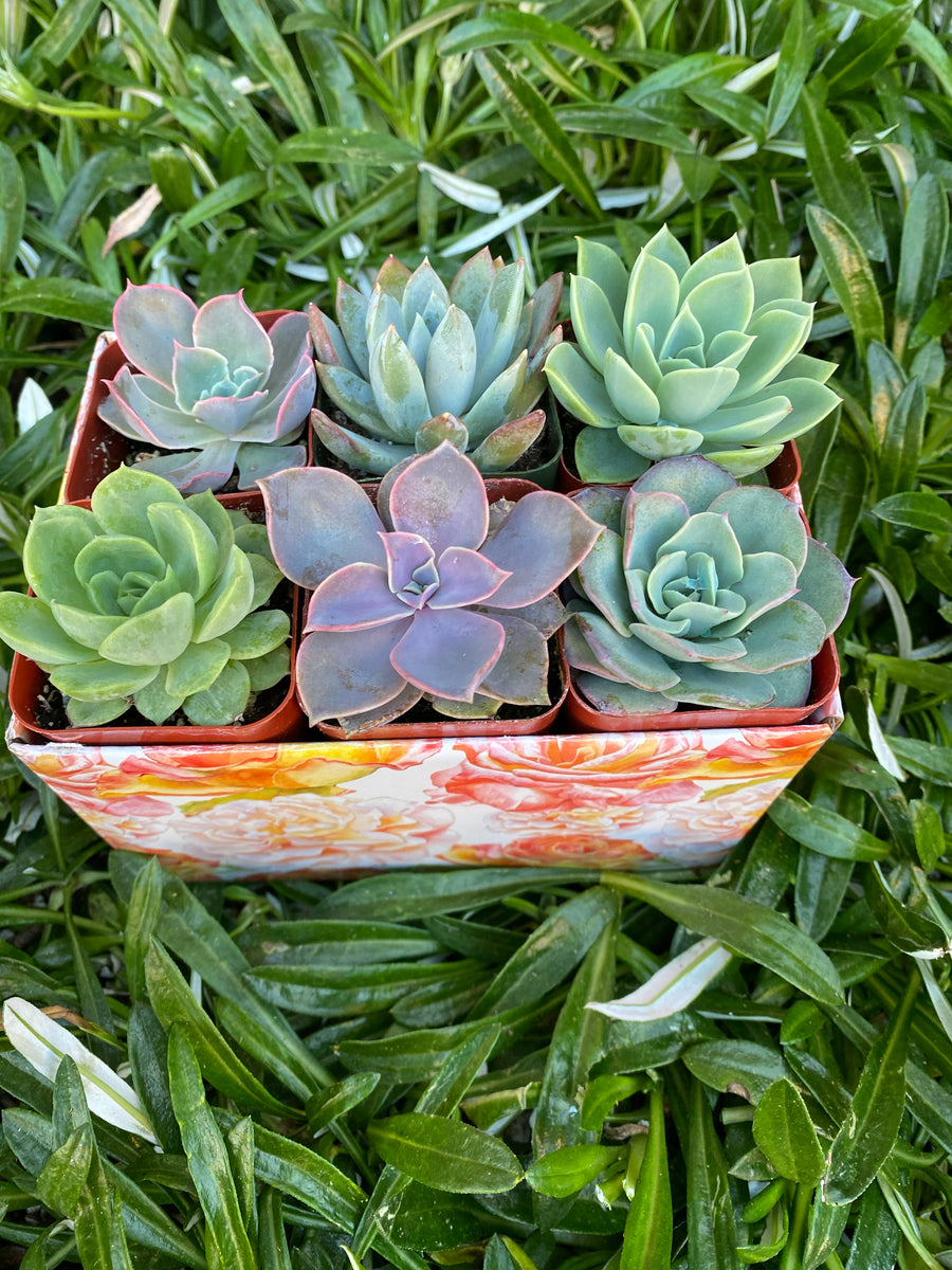 mini succulent gifts Small Succulent Gift Box – In Succulent Love