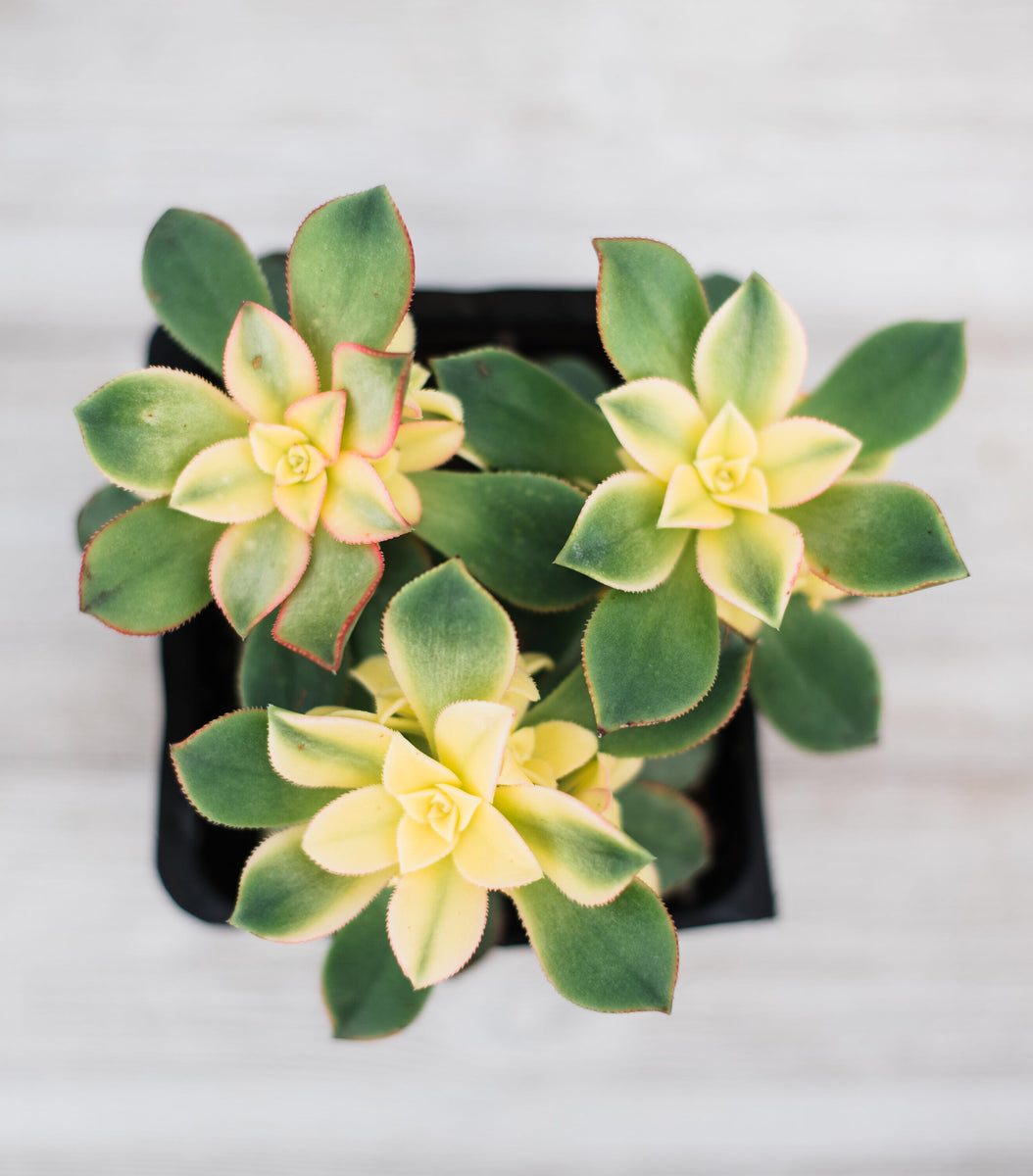 Aeonium Kiwi – In Succulent Love