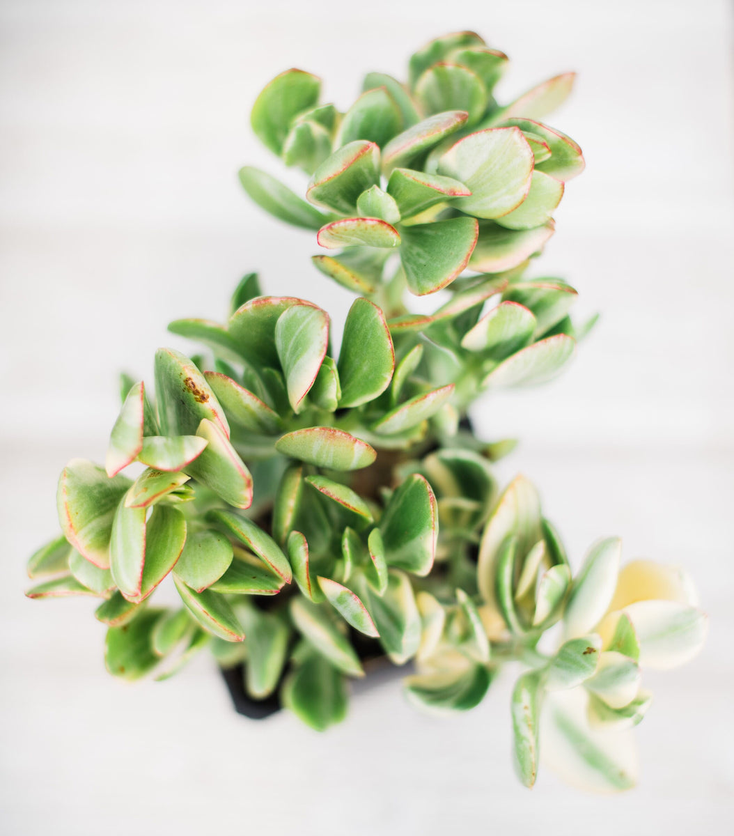 succulent plants jade Crassula Argentea Variegated (White Jade) – In Succulent Love