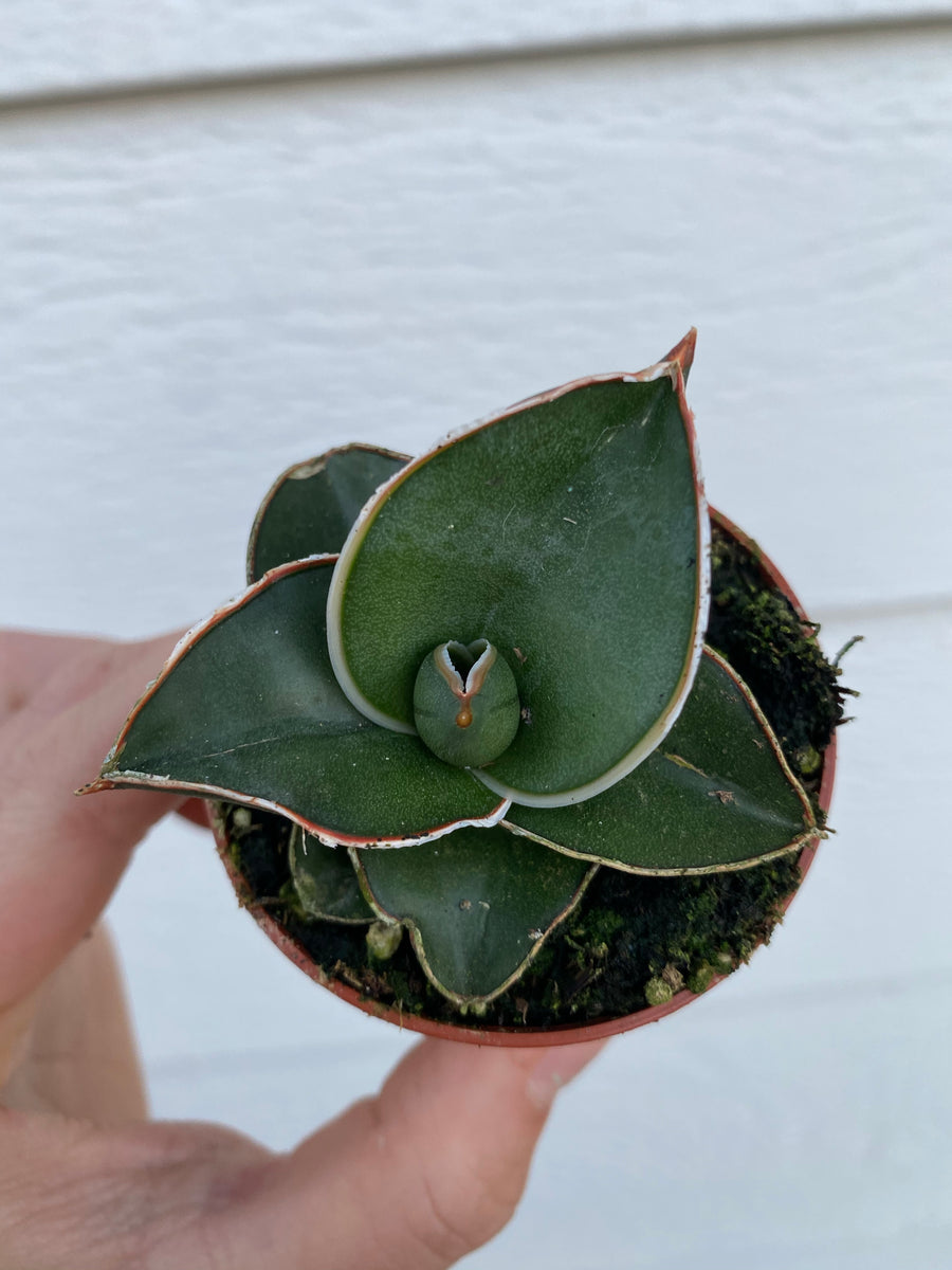 Sansevieria Samurai – In Succulent Love