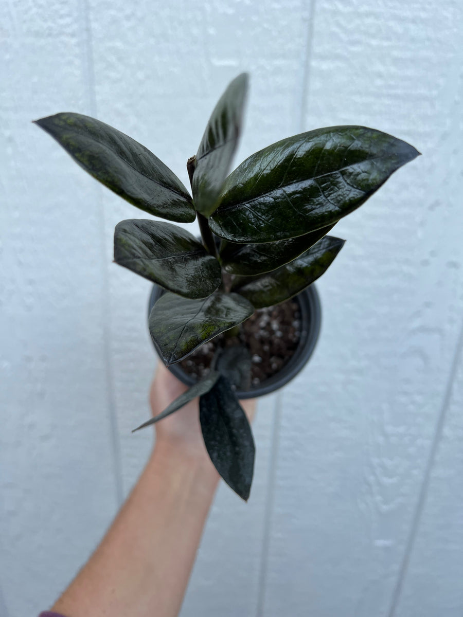 allintitleblack raven zz plant for sale Black Raven ZZ Plant – In Succulent Love