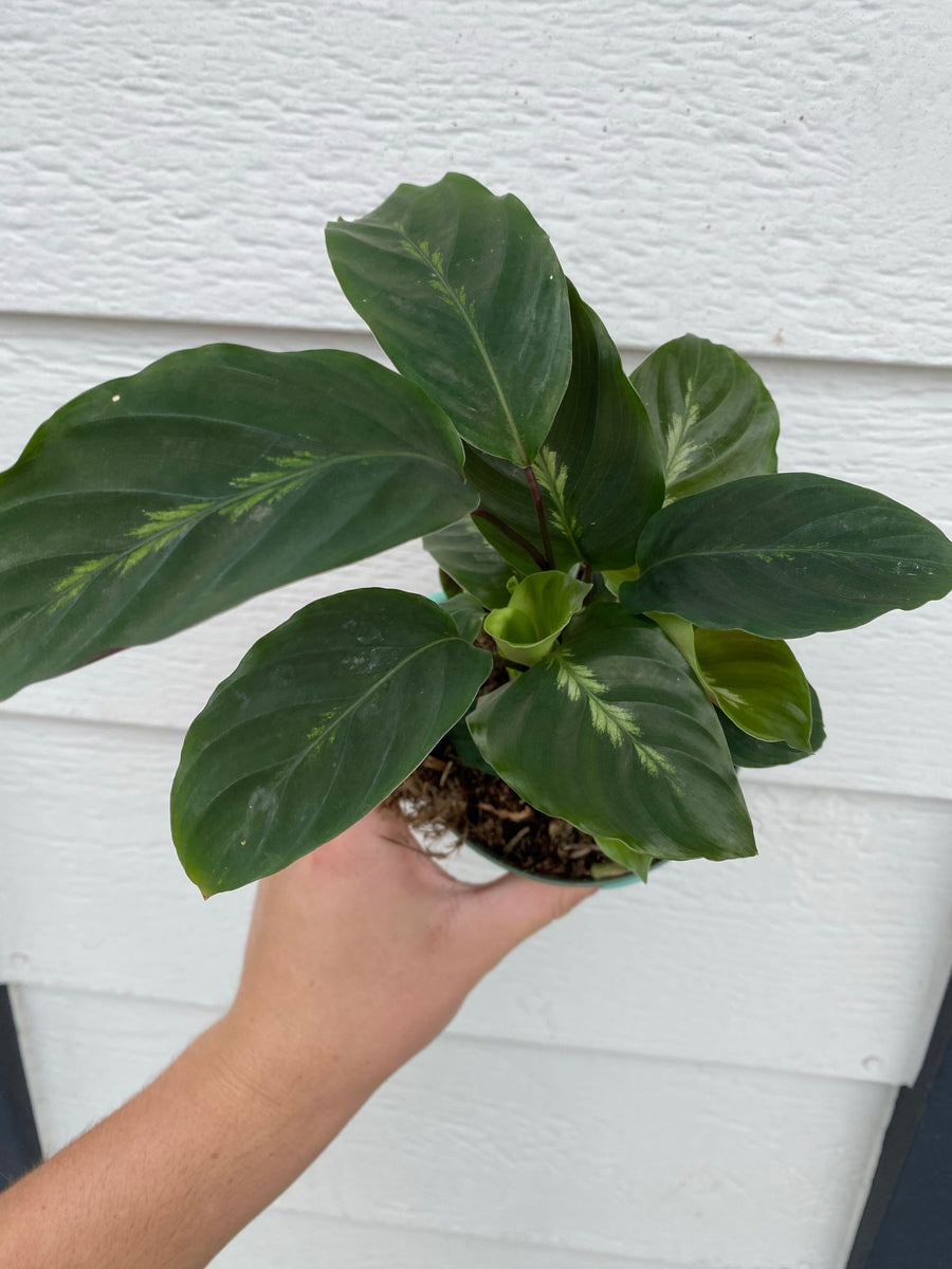 Calathea 'Maui Queen'  In Succulent Love