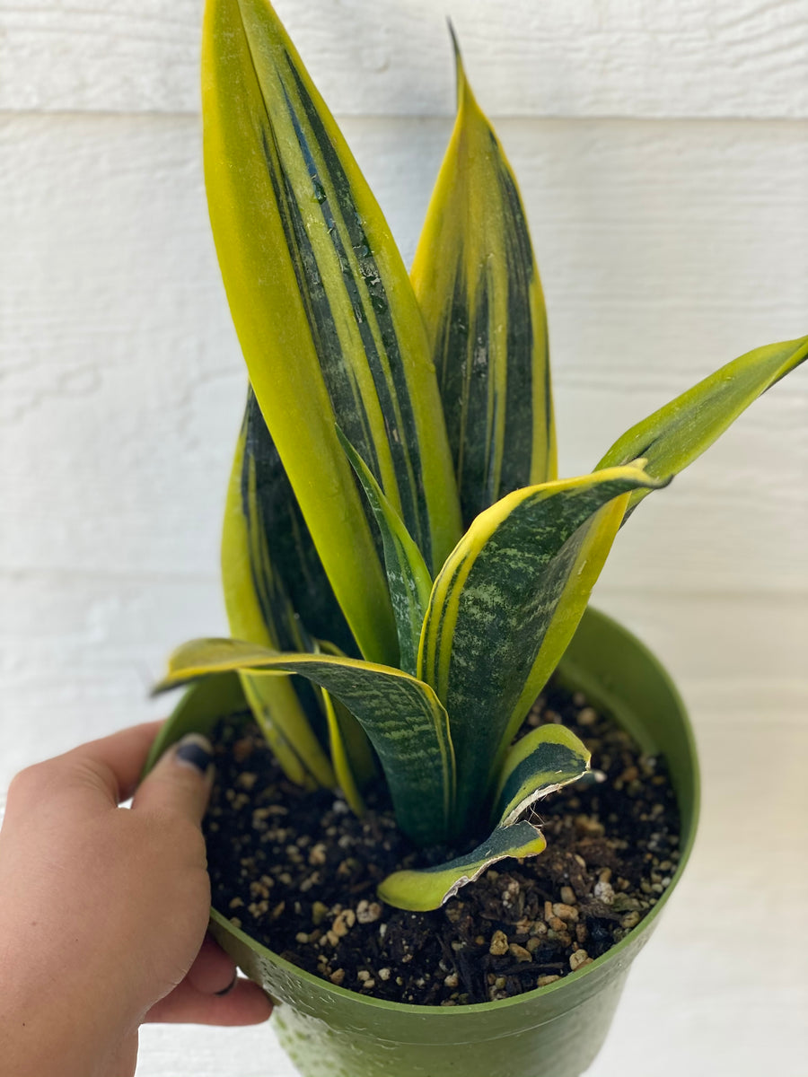Sansevieria Trifasciata Gold Flame  In Succulent Love