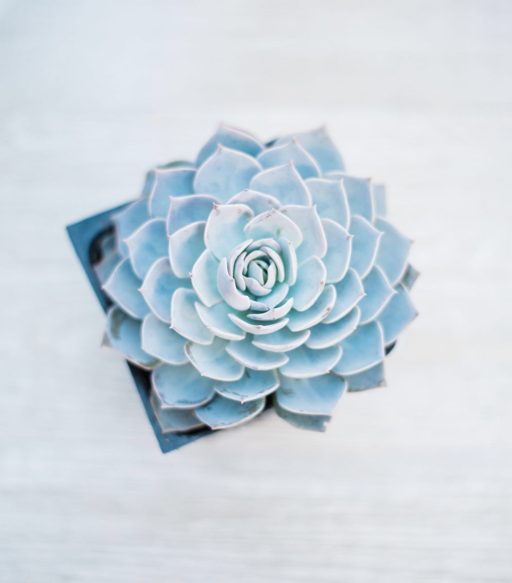 blue and white succulent plant Echeveria Lilacina – In Succulent Love