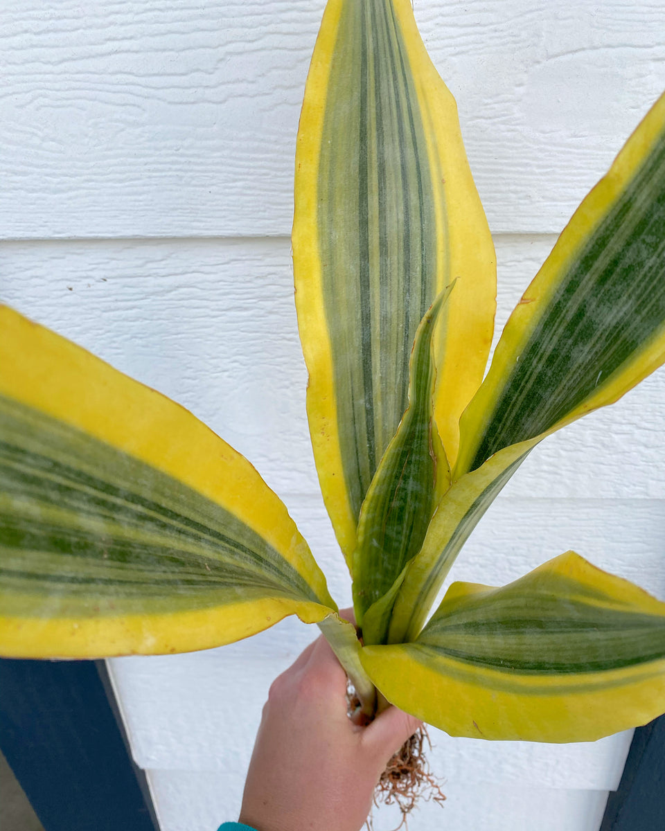 sansevieria zebrina Sansevieria YellowStone