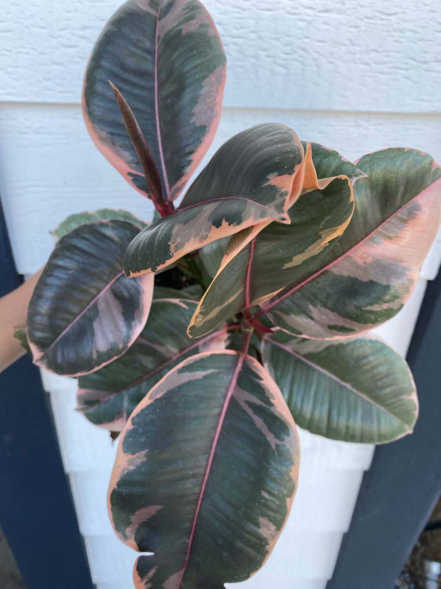 rubbery succulent leaves Ficus Decora Ruby Pink ( Rubber Tree) – In Succulent Love