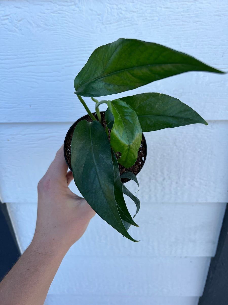 baltic blue pothos scientific name Baltic Blue Pothos (Epipremnum Pinnatum) – In Succulent Love