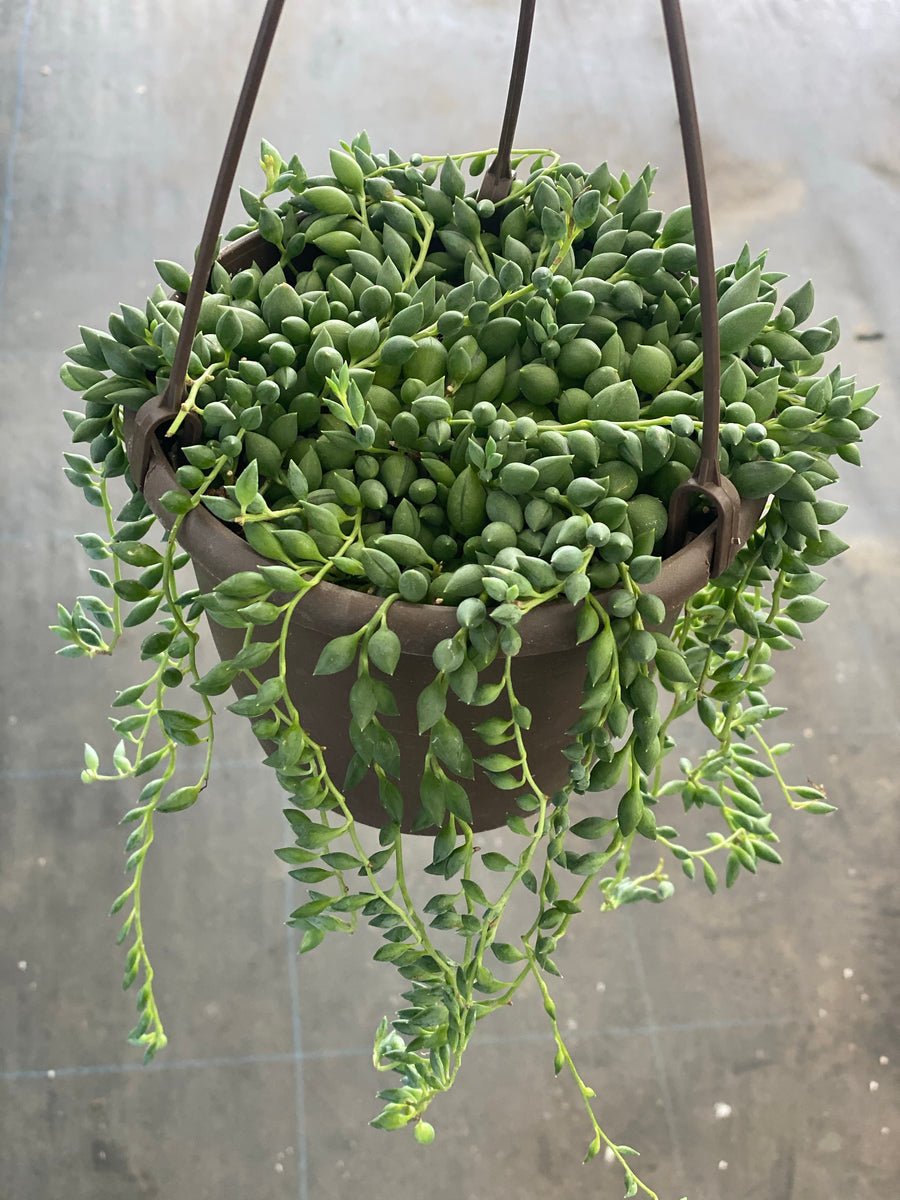 stringy succulent plant Senecio String of Raindrops / String of Teardrops