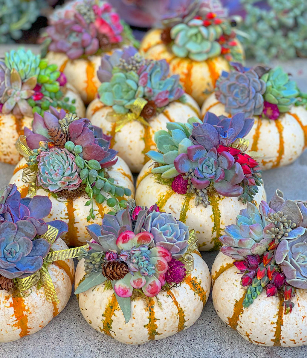 succulent topped pumpkins Single Tiger Stripe Mini Succulent Pumpkin