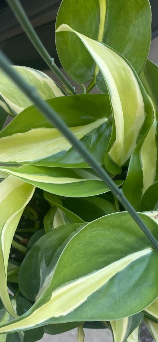 silver stripe philodendron Philodendron Silver Stripe – In Succulent Love
