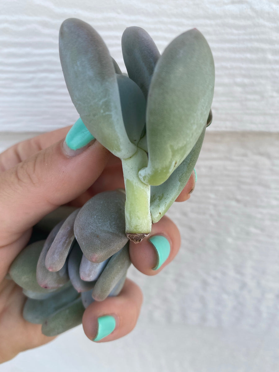 moonstone succulent propagation Blue Moonstones Pachyphytum Oviferum – In Succulent Love