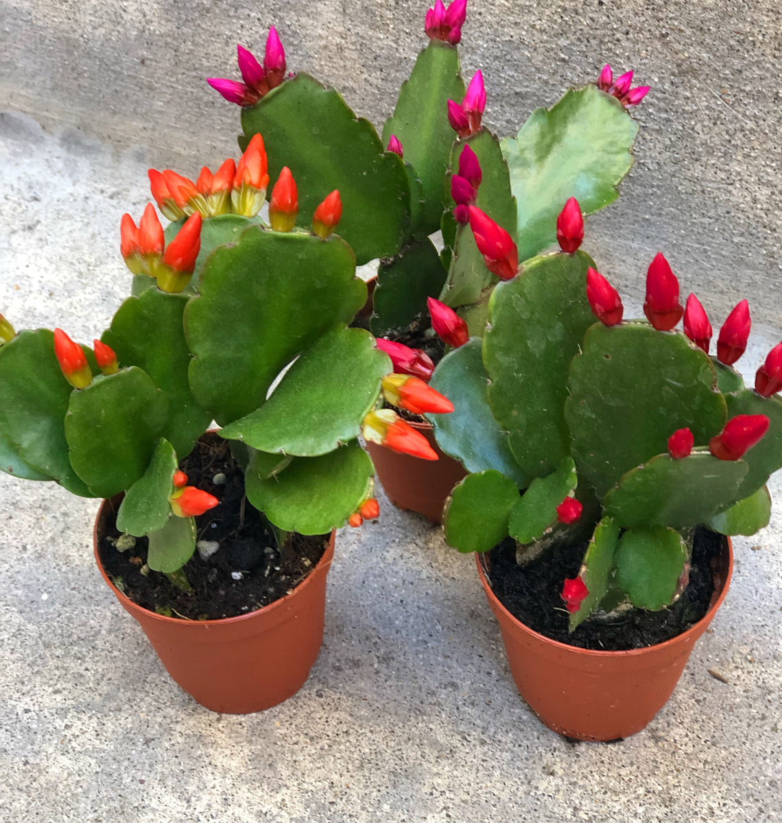 easter succulents Spring Easter Cactus Trio (2in Pots) – In Succulent Love
