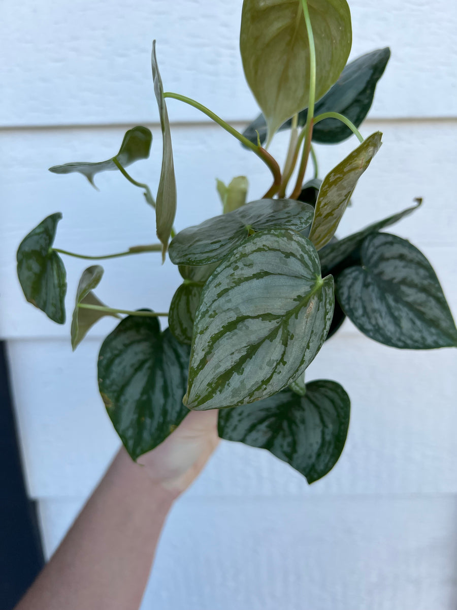 brandi philodendron dwarf leaves Philodendron Brandi – In Succulent Love