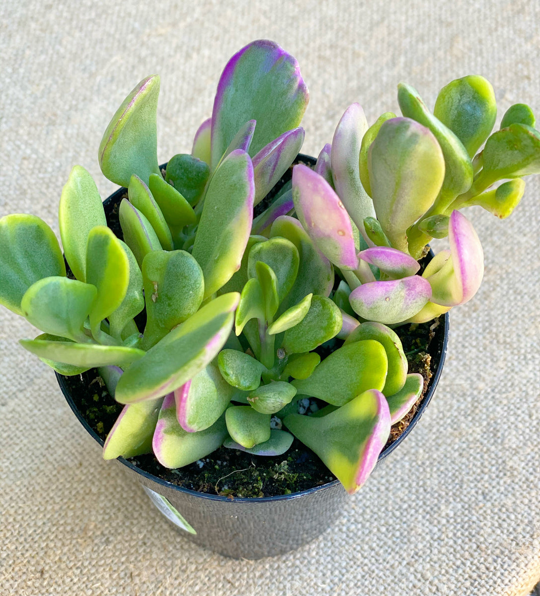 Senecio Jacobsenii (Trailing Jade) – In Succulent Love