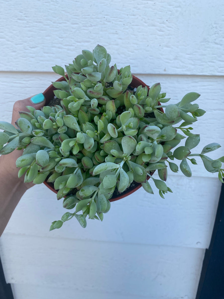 cliff cotyledon succulent Cliff Cotyledon Pendens – In Succulent Love