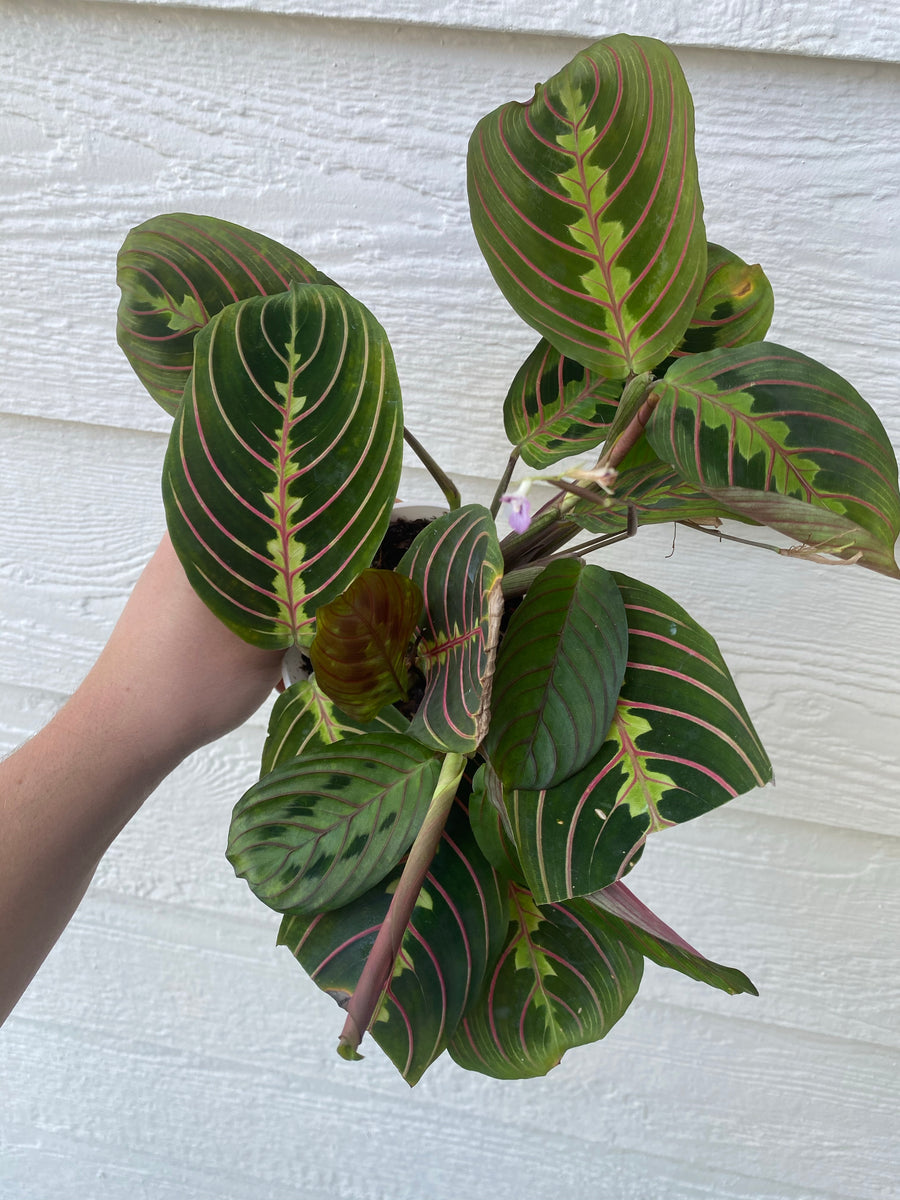 Red Maranta ( Red Prayer Plant ) – In Succulent Love