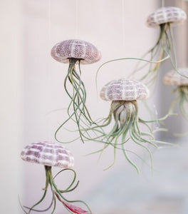 Airplant Jellyfish DIY Kit (Makes 3)