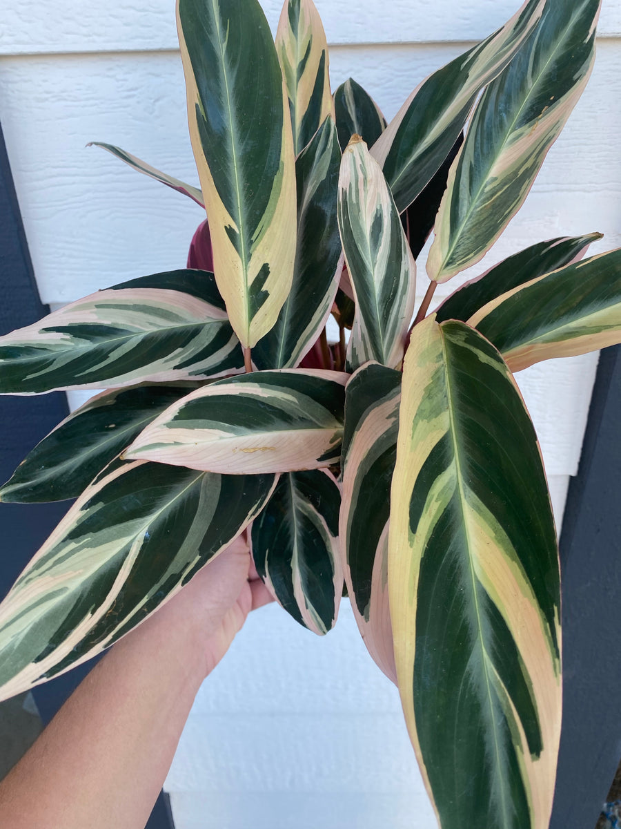 Triostar Stromanthe Calathea – In Succulent Love