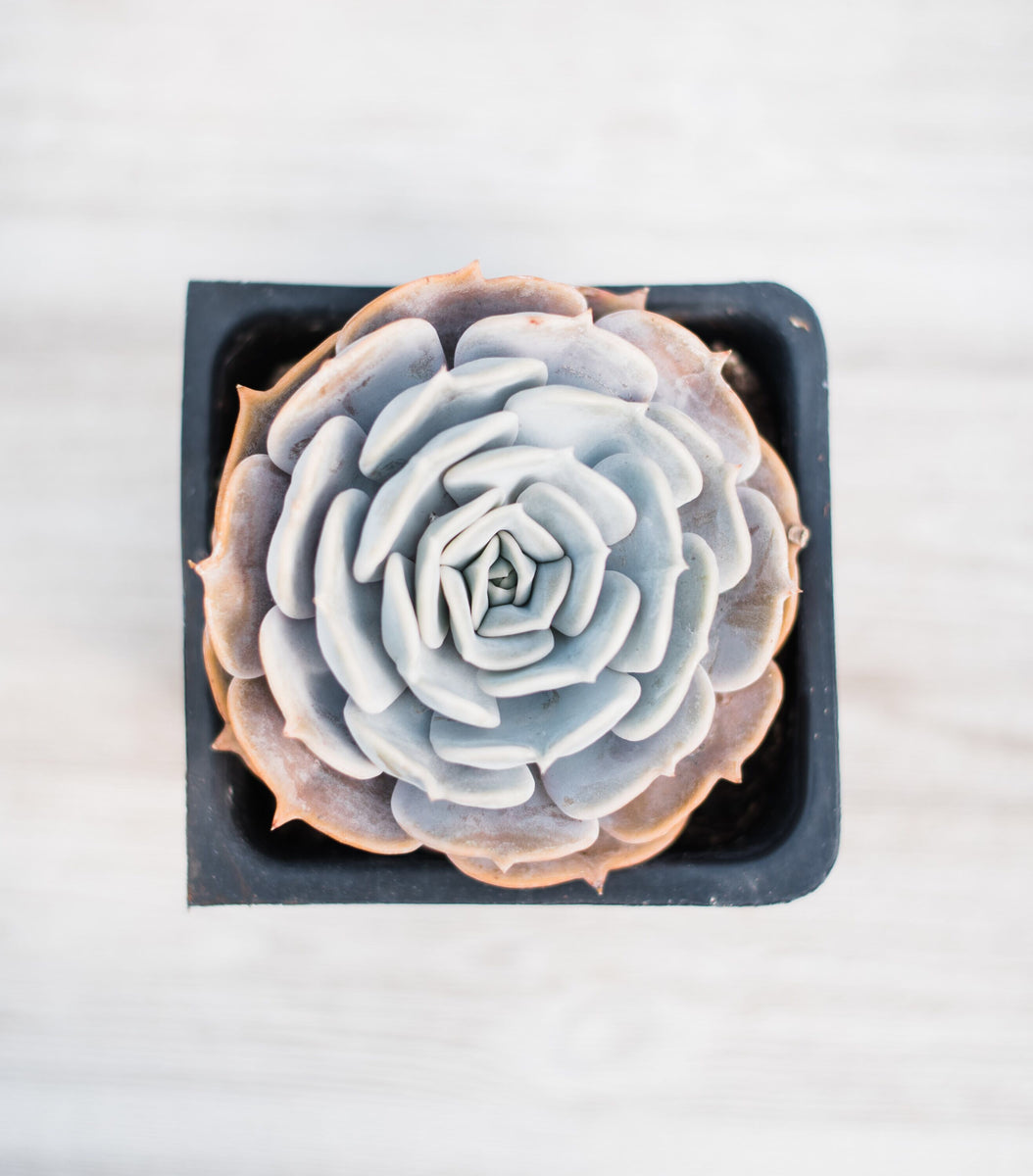 echeveria white rose succulent Echeveria White – In Succulent Love