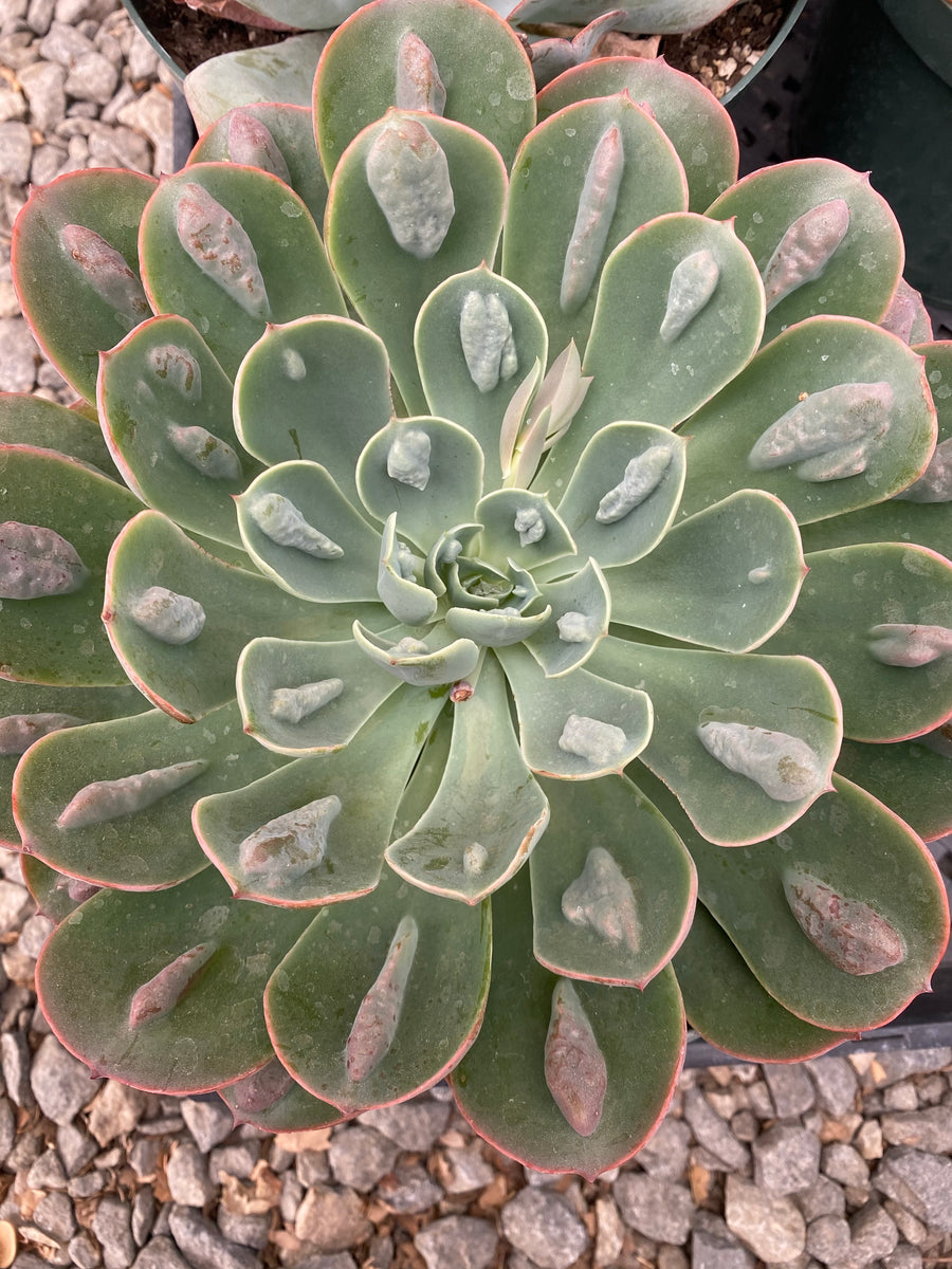 raindrop succulent Echeveria Raindrops – In Succulent Love