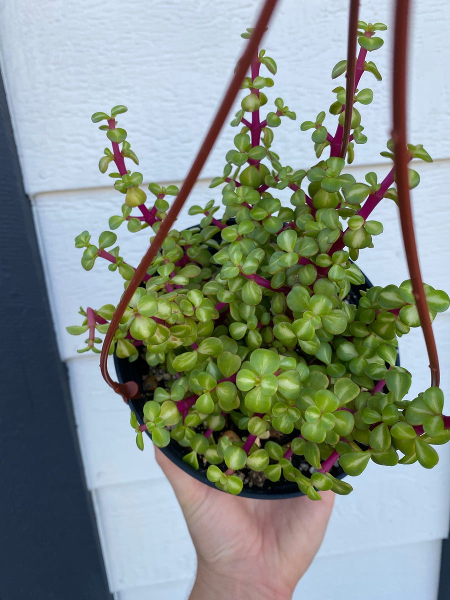 Portulacaria Afra. Medio-Picta (Rainbow Elephant Bush / Kaleidoscope)