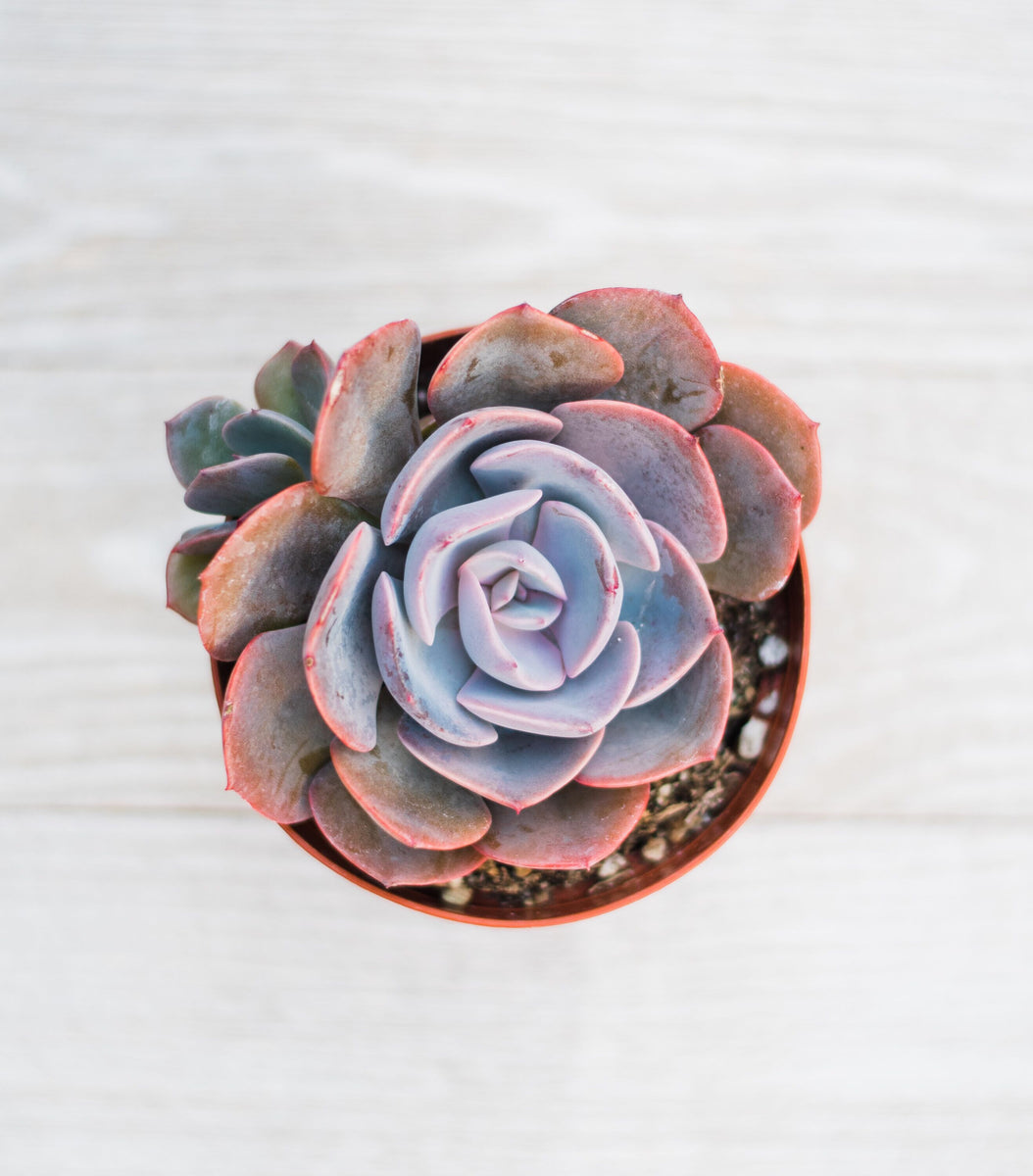 dusty succulents Echeveria Dusty Rose