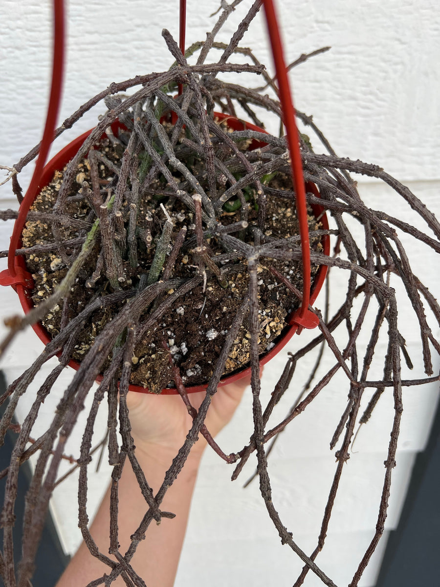 succulent sticks Bundle of Sticks (Cynanchum Marnierianum) – In Succulent Love